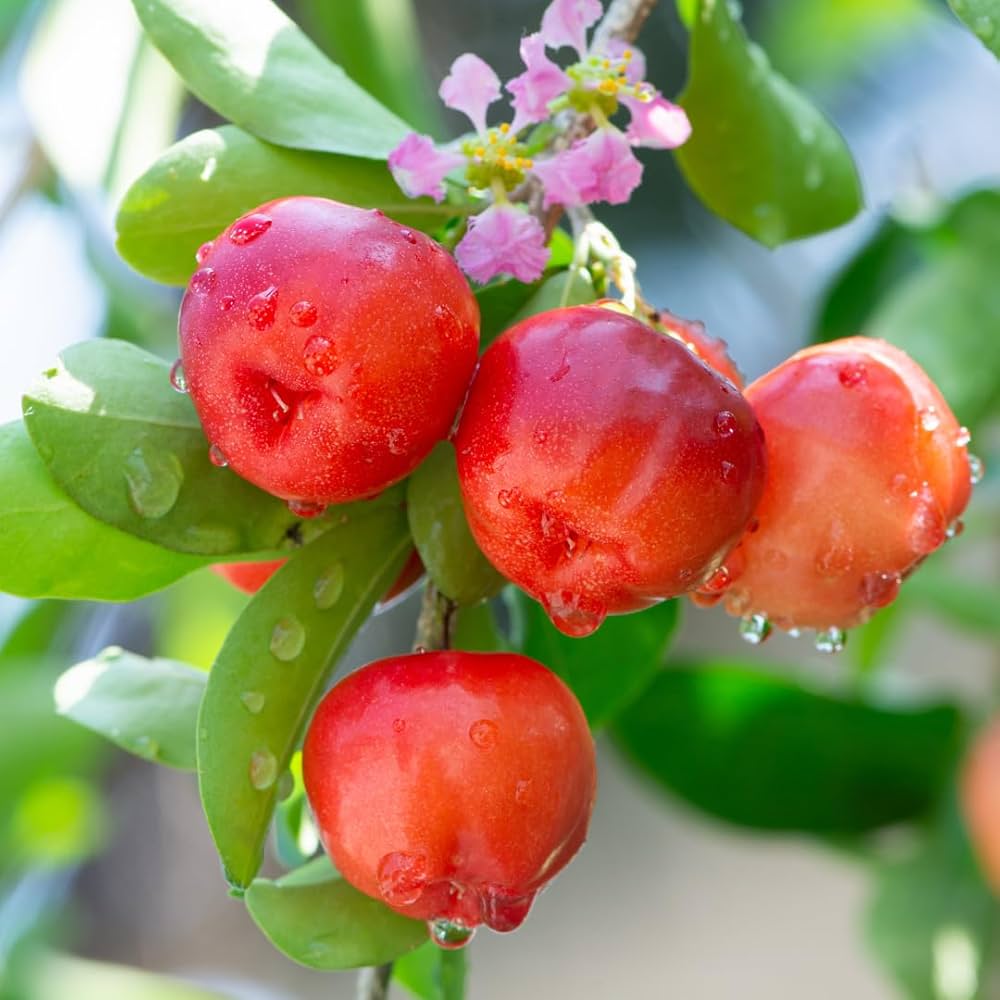 Barbados Cherry Seeds for Planting Guide