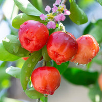 Barbados Cherry Seeds for Planting Guide