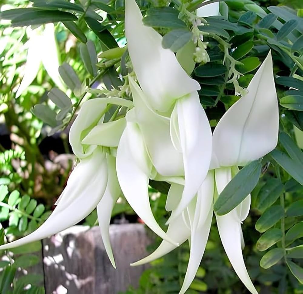 Heron Flower seeds for Planting - Long Bloom Season, Heirloom & GMO Free Seeds for Home Garden