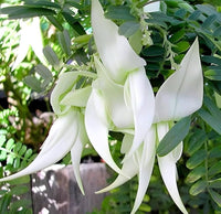 Heron Flower seeds for Planting - Long Bloom Season, Heirloom & GMO Free Seeds for Home Garden