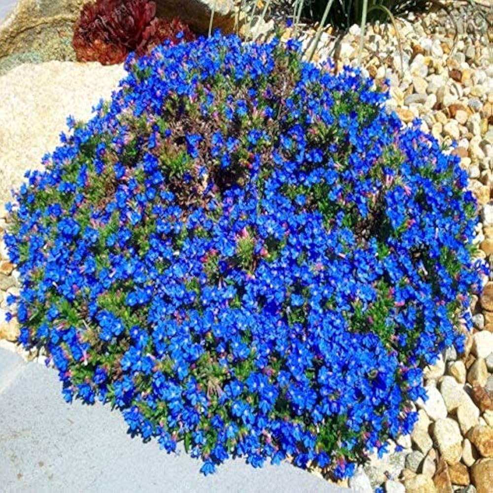 Aubrieta Blue Rock Cress Flower seeds for Planting - Low Maintenance, Heirloom & GMO Free Seeds for Home Garden