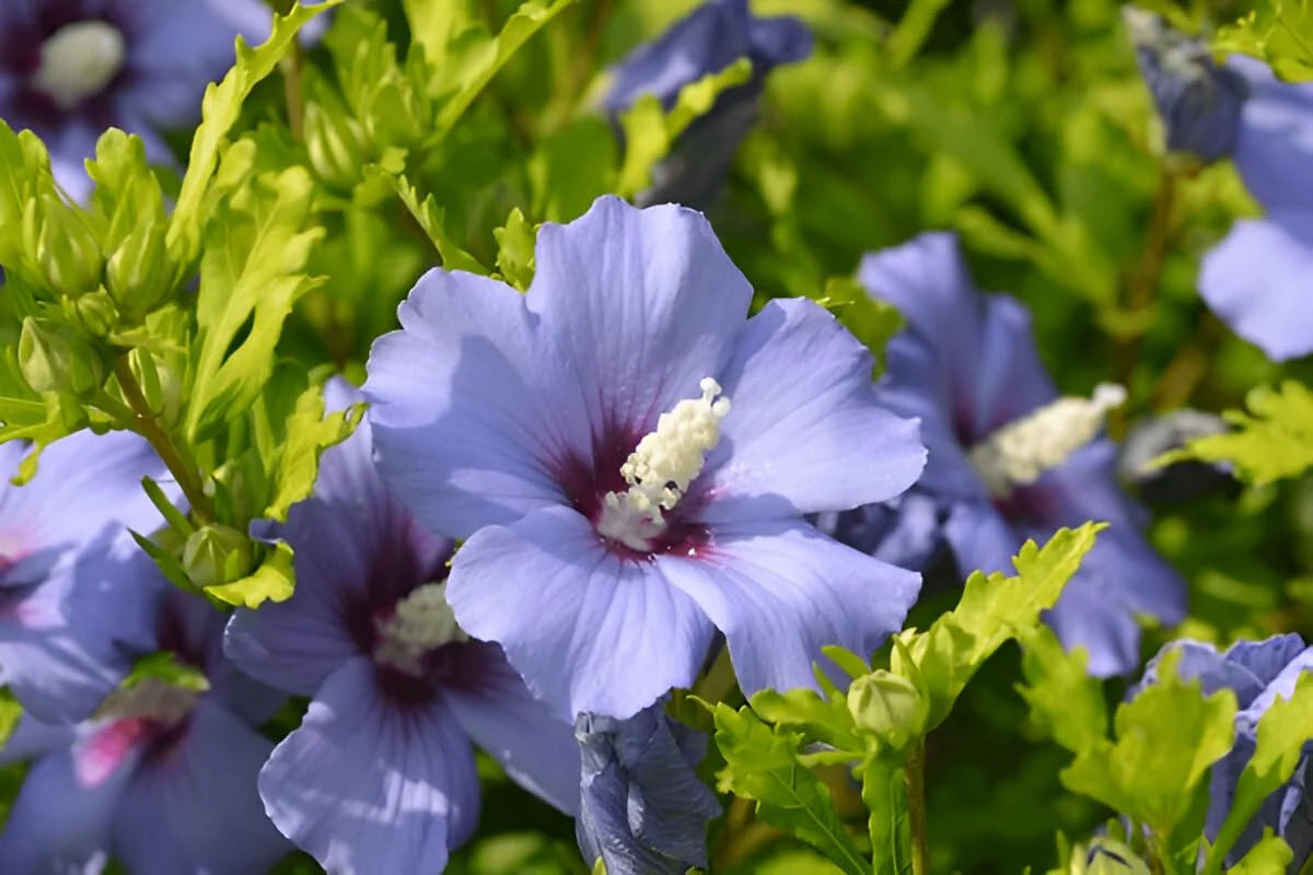 Green Purple Hibiscus Flower seeds for Planting - Shade Tolerant, Heirloom & GMO Free Seeds for Home Garden