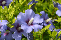 Green Purple Hibiscus Flower seeds for Planting - Shade Tolerant, Heirloom & GMO Free Seeds for Home Garden