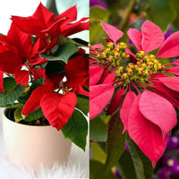 Poinsettia Euphorbia Flower seeds for Planting Pollinator Friendly Heirloom & GMO Free Seeds for Home Garden
