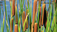 Cattail Flower seeds for Planting Vibrant Colors Heirloom & GMO Free Seeds for Home Garden 
 
 Sale for planting in home garden