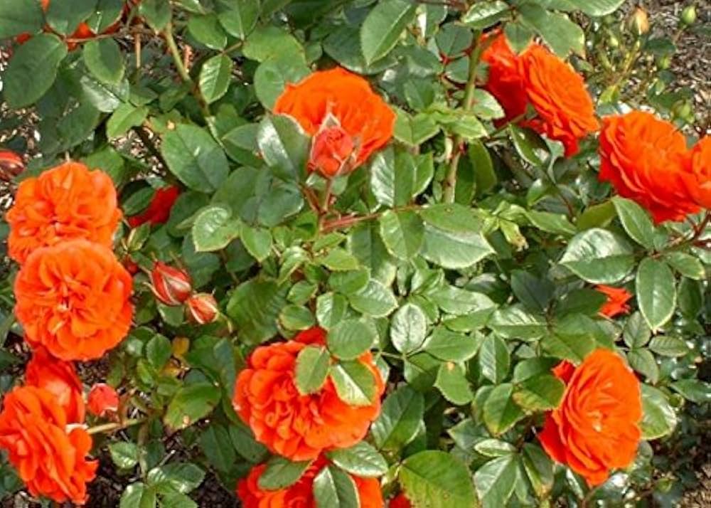 Orange Climbing Rose Flower seeds for Planting Fragrant Blossoms Heirloom & GMO Free Seeds for Home Garden