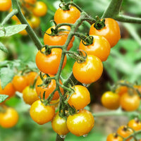 Tomato Vegetable Seeds Parrot Green for Planting  Seeds for Fresh and Vibrant Growth, Perfect for Gardens or Containers