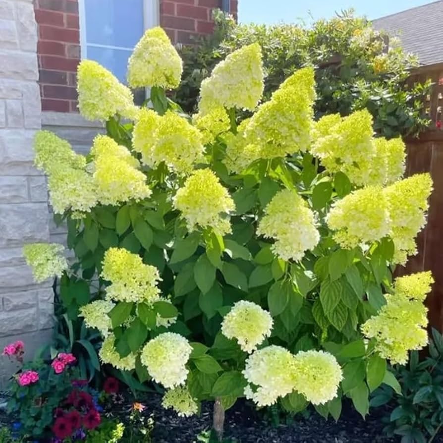 Yellow Hydrangea Flower seeds for Planting Perfect for Borders Heirloom & GMO Free Seeds for Home Garden 
 
 Sale