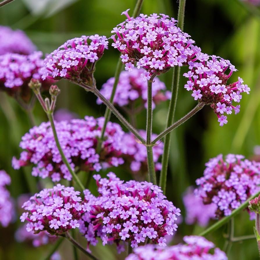 Vervain Flower seeds for Planting Hardy Variety Heirloom & GMO Free Seeds for Home Garden
