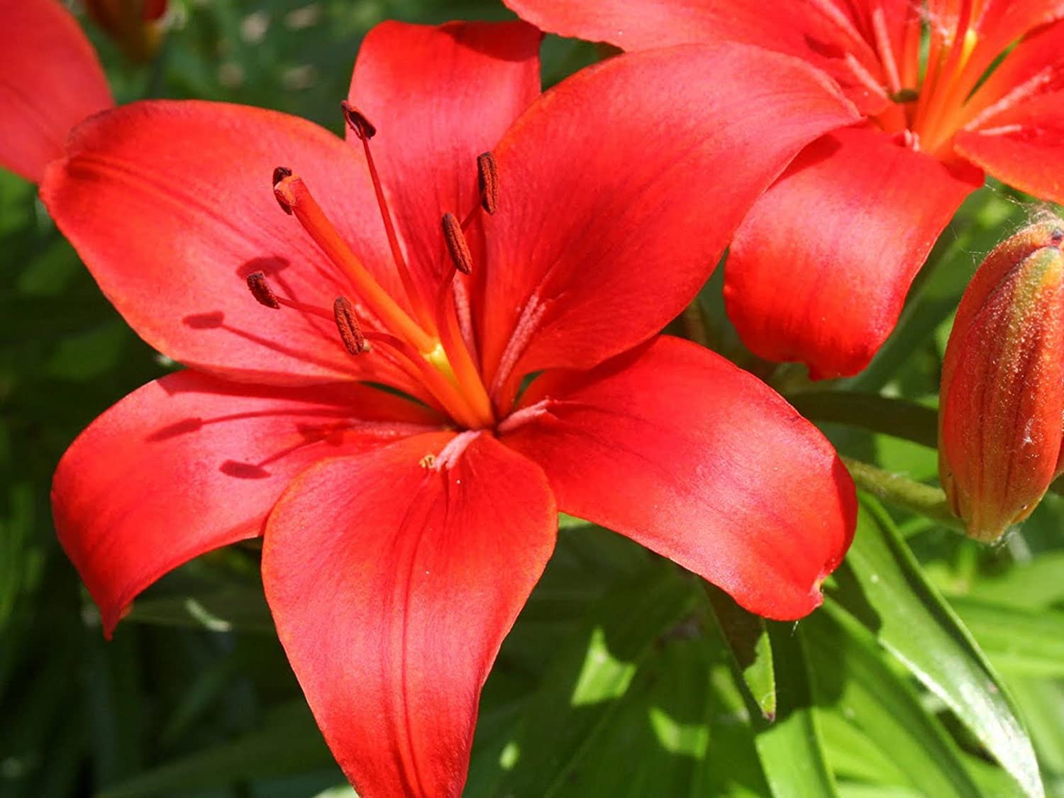 Red Lilium Flower Seeds for Planting Perfect for Borders Heirloom & GMO Free Seeds for Home Garden
 
 Sale