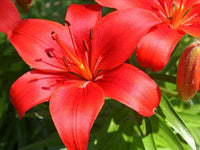 Red Lilium Flower Seeds for Planting Perfect for Borders Heirloom & GMO Free Seeds for Home Garden
 
 Sale
