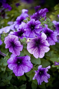 Violet Hanging Petunia Seeds for Vibrant Garden Planting