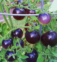 Lavender Tomato Seeds - Perfect for Planting