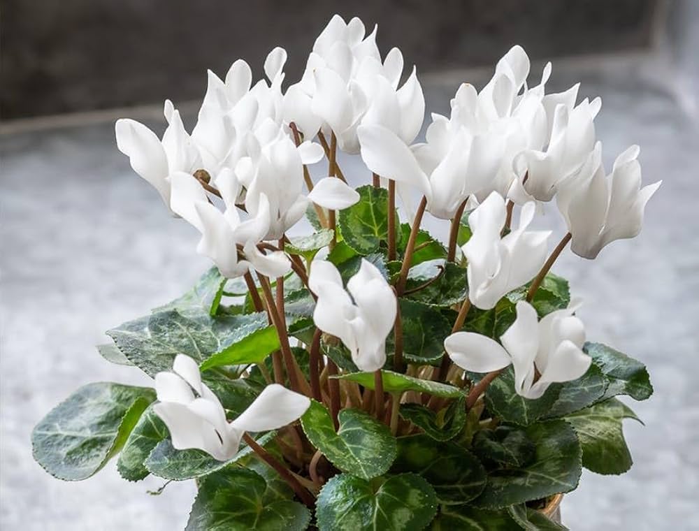 Green White Cyclamen Flower seeds for Planting - Low Maintenance, Heirloom & GMO Free Seeds for Home Garden