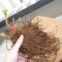 Astilbe Flower Astilbe spp. Seeds for Planting in Flower Bed & Garden