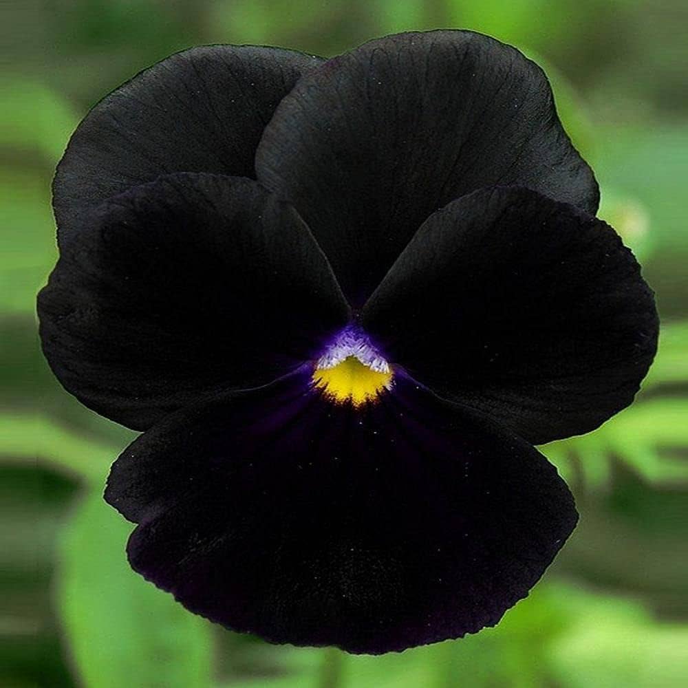 Pezzi Halloween II Pansy Pansy Black Seeds
