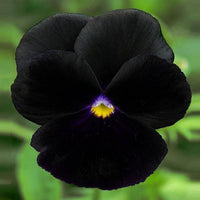 Pezzi Halloween II Pansy Pansy Black Seeds
