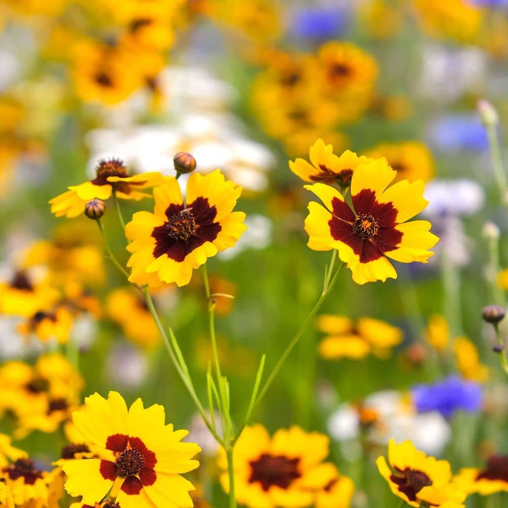 Hoch Coreopsis Seeds – Native Wildflower for Drought-Tolerant Meadows