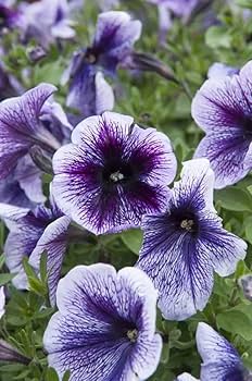 Lavender Black Petunia Flower Seeds for Planting Vibrant Garden Blooms Low Maintenance Heirloom & GMO Free Seeds for Home Garden 
 
 Sale