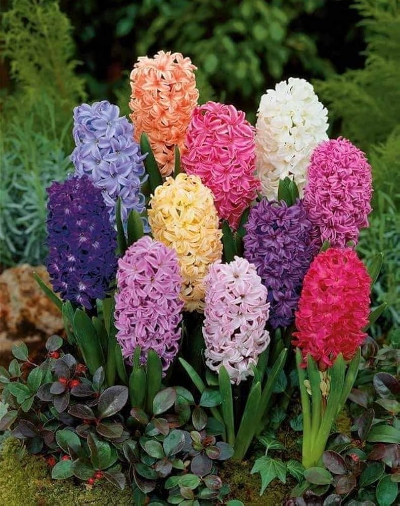 Hyacinthus Orientalis Flower seeds for Planting - Low Maintenance, Heirloom & GMO Free Seeds for Home Garden