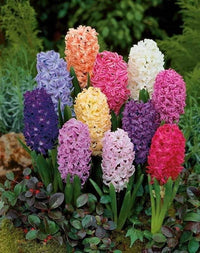 Hyacinthus Orientalis Flower seeds for Planting - Low Maintenance, Heirloom & GMO Free Seeds for Home Garden