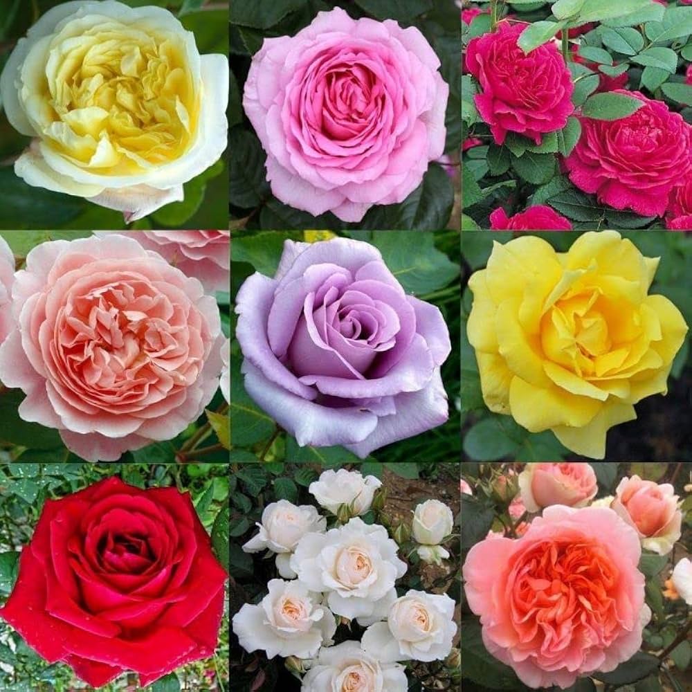 Mixed Rose Flower seeds for Planting Seasonal Bloomer Heirloom & GMO Free Seeds for Home Garden