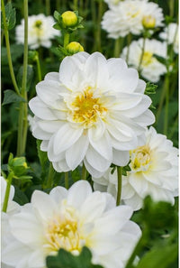 White Dahlias Flower seeds for Planting Perfect for Borders Heirloom & GMO Free Seeds for Home Garden
 
 Sale