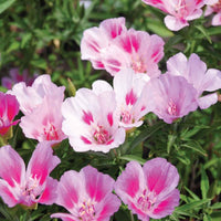 Clarkia Clarkia spp Flower Seeds for Planting in Flower Bed and Garden