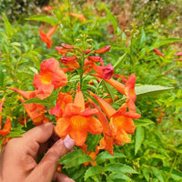 Orange Clematis Flower seeds for Planting Low Maintenance Heirloom & GMO Free Seeds for Home Garden