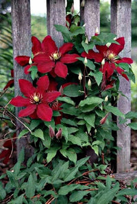 Red Clematis Flower seeds for Planting Vibrant Colors Heirloom & GMO Free Seeds for Home Garden