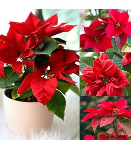 Burgundy Poinsettia Flower Seeds for Planting Wildflower Mix Heirloom & GMO Free Seeds for Home Garden
 
 Sale