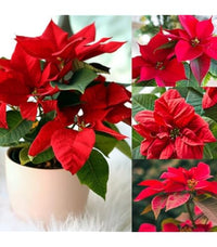 Burgundy Poinsettia Flower Seeds for Planting Wildflower Mix Heirloom & GMO Free Seeds for Home Garden
 
 Sale