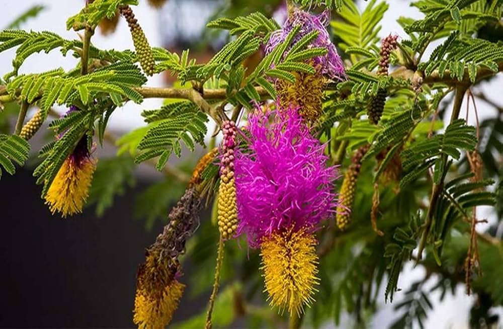 Prosopis Cineraria Tree Seeds for Planting - Cottage Garden Essential, Heirloom & GMO Free Seeds for Home Garden