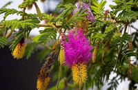 Prosopis Cineraria Tree Seeds for Planting - Cottage Garden Essential, Heirloom & GMO Free Seeds for Home Garden