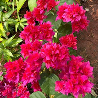 Pink Bougainvillea Flower seeds for Planting Bright Blooms Heirloom & GMO Free Seeds for Home Garden
