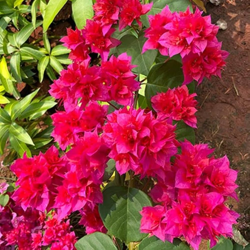 Pink Bougainvillea Flower seeds for Planting Bright Blooms Heirloom & GMO Free Seeds for Home Garden