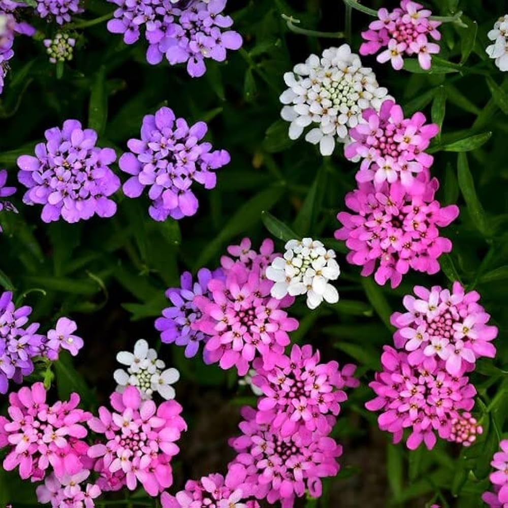 Mixed Candytuft Flower seeds for Planting - Wildflower Mix, Heirloom & GMO Free Seeds for Home Garden