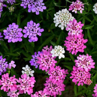 Mixed Candytuft Flower seeds for Planting - Wildflower Mix, Heirloom & GMO Free Seeds for Home Garden