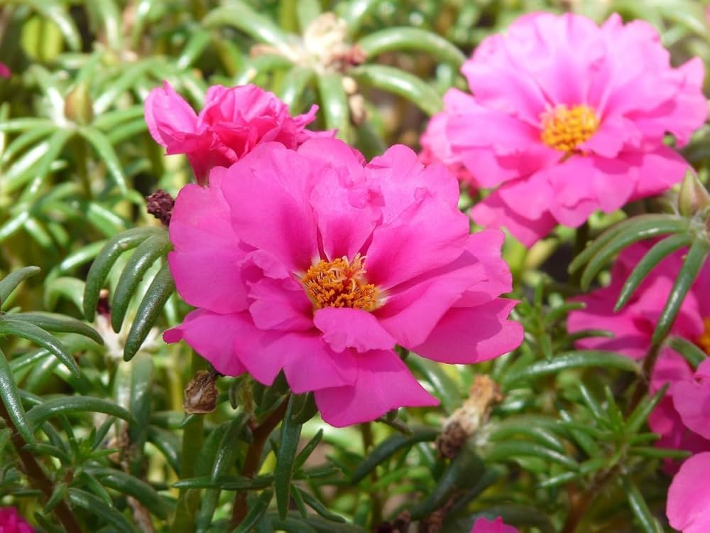 Purple Portulaca Flower seeds for Planting Compact Growth Heirloom & GMO Free Seeds for Home Garden 
 
 Sale