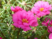 Purple Portulaca Flower seeds for Planting Compact Growth Heirloom & GMO Free Seeds for Home Garden 
 
 Sale