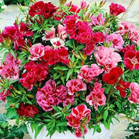 Godetia Clarkia amoena Farewell to Spring Seeds for Planting annual flower bed