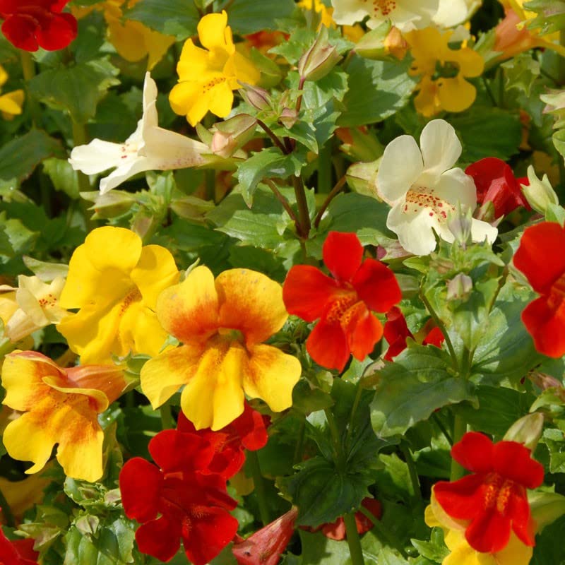 Mimulus Pictus Flower seeds for Planting Wildflower Mix Heirloom & GMO Free Seeds for Home Garden 
 
 Sale