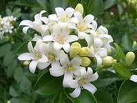 Murraya Paniculata Flower seeds for Planting Long Bloom Season Heirloom & GMO Free Seeds for Home Garden