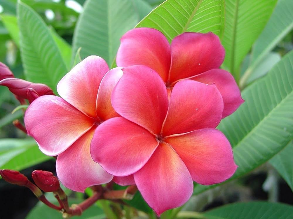Deep Pink Egg Flower seeds for Planting - Compact Growth, Heirloom & GMO Free Seeds for Home Garden
