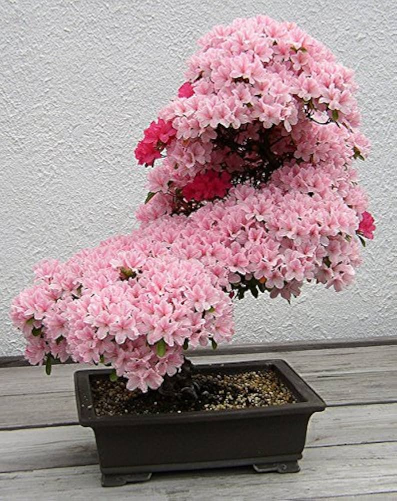 Light Pink Simsii Bonsai Flower Seeds for Planting Hardy Variety Heirloom & GMO Free Seeds for Home Garden  Sale