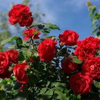 Red Climbing Flower Seeds for Planting - Vibrant Blooms for Your Garden