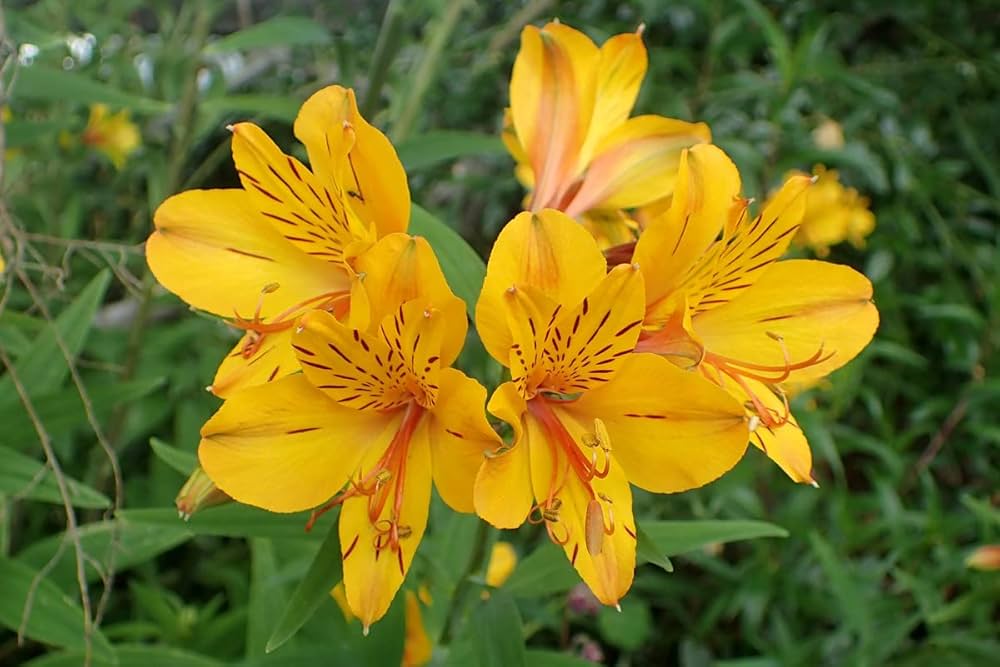 Yellow Alstroemeria Flower seeds for Planting - Vibrant Colors, Heirloom & GMO Free Seeds for Home Garden