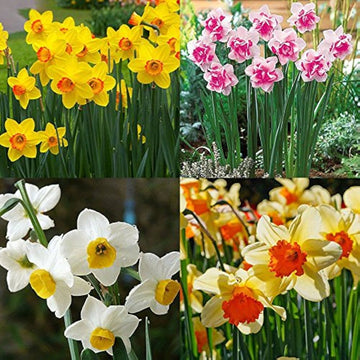 Mixed Colour Double Daffodil Flower Seeds for Planting Bright Blooms Heirloom & GMO Free Seeds for Home Garden
 
 Sale