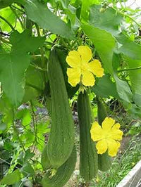 Yellow Luffa Flower seeds for Planting - Vibrant Colors, Heirloom & GMO Free Seeds for Home Garden