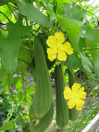 Luffa Flower seeds for Planting Seasonal Bloomer Heirloom & GMO Free Seeds for Home Garden